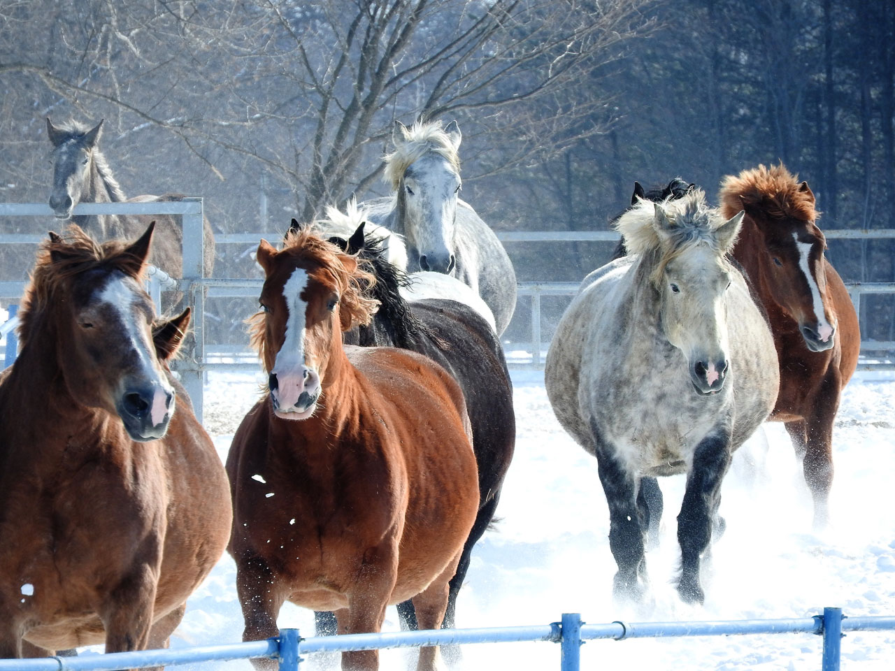 北海道の馬文化 ばん馬 日高のサラブレッド 北海道和種馬など